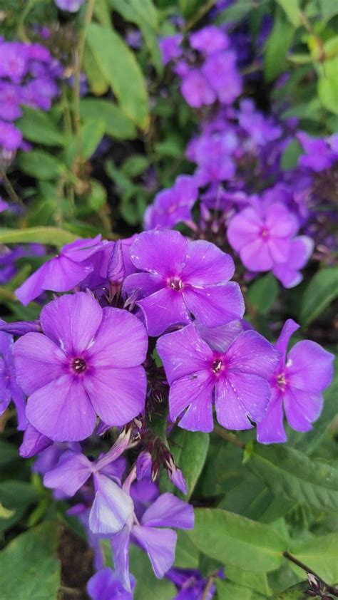 Phlox Paniculata Blue Paradise Floks Wiechowaty Blue Paradise C Aga