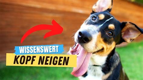 Darum Neigt Dein Hund Seinen Kopf Wenn Du Mit Ihm Sprichst Youtube