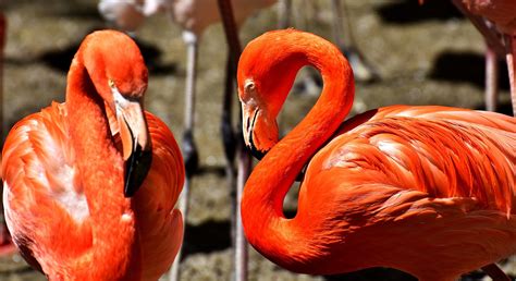 flamingo burung beraneka warna foto gratis  pixabay pixabay