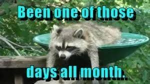 The best raccoon memes :) Memedroid