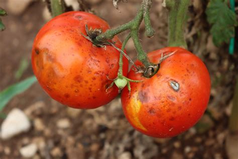 16 Common Tomato Plant Diseases That Can Wreak Havoc On Your Crop