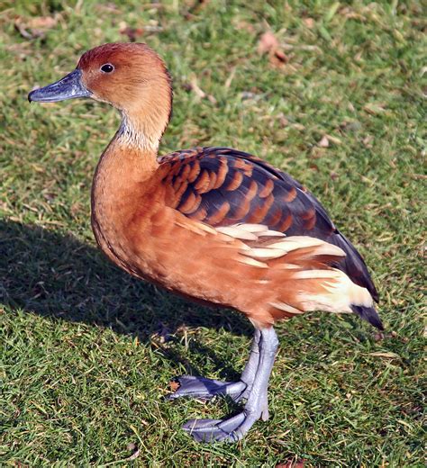 File:Fulvous whistling duck.JPG - Wikimedia Commons