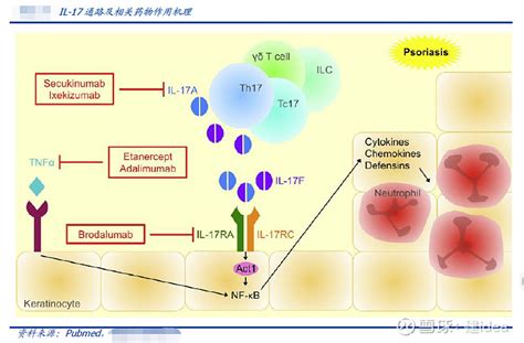 恒瑞医药在研管线重磅品种剖析之il 17a单抗【shr1314】 关于il 17a的故事，必须先从白细胞说起。恒瑞医药sh600276