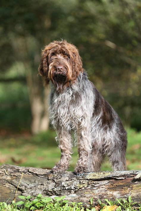 Ausbildung Zum Jagdhund Hundeschule Body Talk