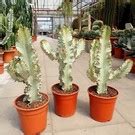 Euphorbia Ingens Cv Marmorata Verzweigt Uhlig Kakteen More Than