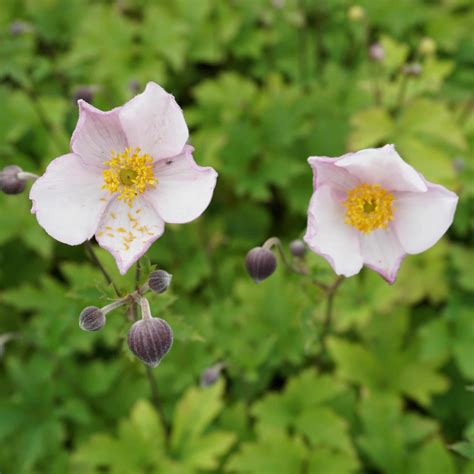 Anemone Tomentosa Robustissima Herbstanemone Online Kaufen Bei Blumixx