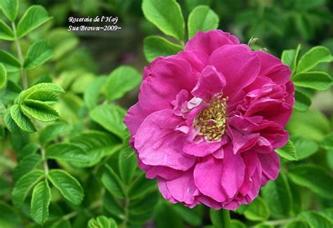 Plantfiles Pictures Hybrid Rugosa Rose Roseraie De L Hay Rosa By