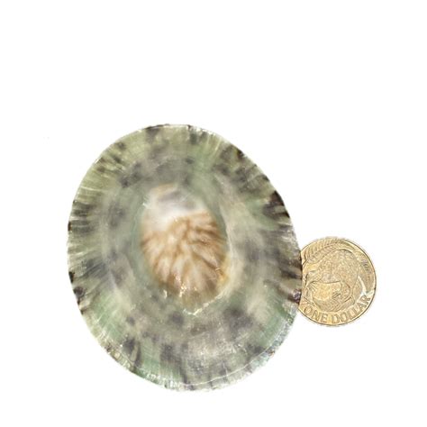 Limpet Natural Polished Shell Large Seashell Story Kaikoura