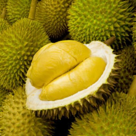 Fresh Durian Fruit