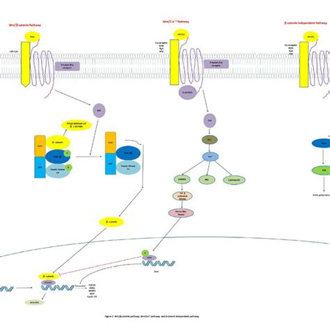 Wnt Signaling Pathways Download Scientific Diagram