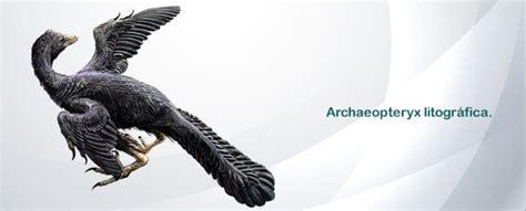 Archaeopteryx