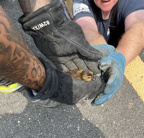 Blaise Gomez On Twitter Duckling Rescue 🦆 Orangeburg Firefighters