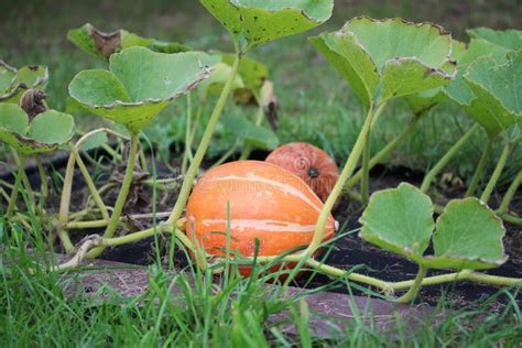 Pumpkin On The Ground Stock Image Image Of Cuisine Garnish 13367845