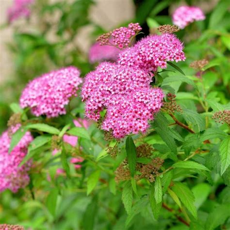 Spirea Japonica Goldmound Coastal Gardens