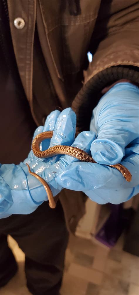 Is this a Dekay Brownsnake? saved him from a glue trap (Oklahoma) : r