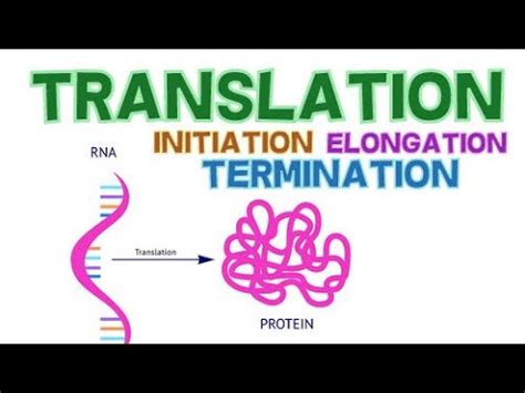 Translation Phases Initiation Elongation And Termination