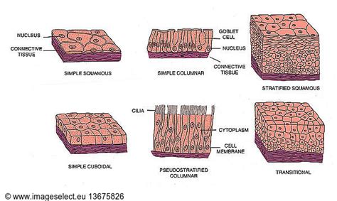 Diagram Of The Various Types Of Epithelial Cells Diagram Of The Various