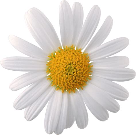 Camomile Png Image Free Flower Picture Transparent Image Download