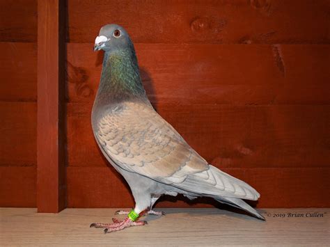 How To Breed The Best Racing Pigeons