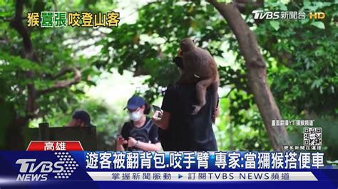 柴山獼猴搶食物還咬人 登山客被騷擾2分鐘手臂紅腫滲血 ｜tvbs新聞 Youtube