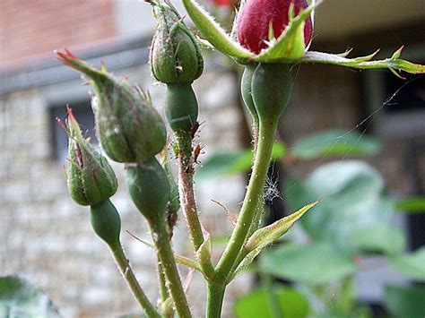 Tutte Le Malattie Delle Rose E Come Curarle Lombarda Flor