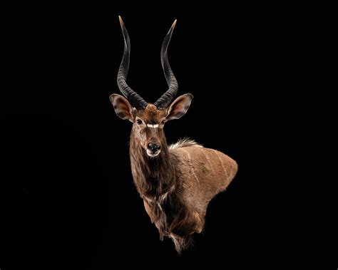 Nyala Wall Pedestal Mount Splitting Image Taxidermy