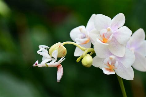 Vietnamese Man Earns Billions Growing Orchids - Orchid Republic