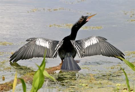 Birds of the Merritt Island National Wildlife Refuge- A Pictorial