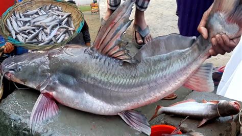 পদ্মার বিশাল বড় বড় সাইজের তরতাজা ফ্রেশ মাছ কত টাকা বিক্রি হলো নিলামে