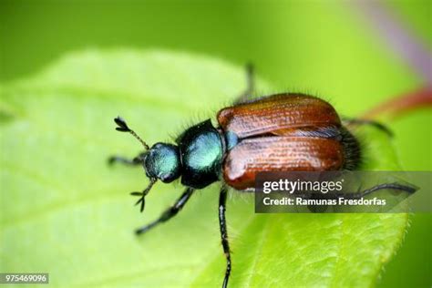 103 Iridescent Green Beetle Stock Photos, High-Res Pictures, and Images ...