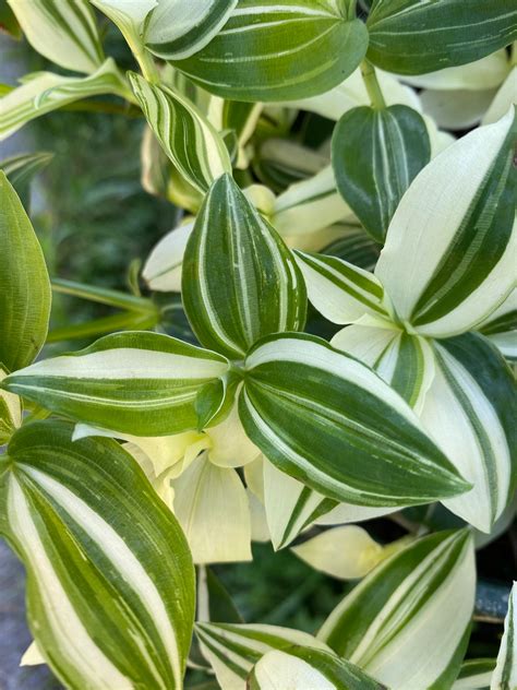 Tradescantia Fluminensis Variegated Plant White Cream And Etsy