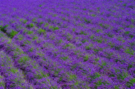 Beauty Lavender Fields at Hokkaido in Japan Stock Photo - Image of ...