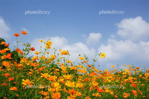 キバナコスモスと空 写真素材 969966 フォトライブラリー Photolibrary