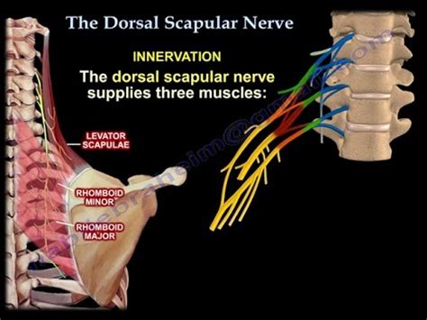 Dorsal Scapular Nerve Cadaver