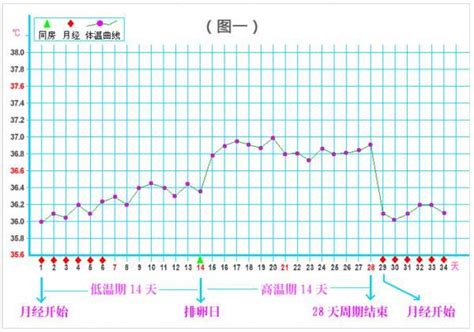 备孕期间如何监测排卵，提高受孕几率 知乎