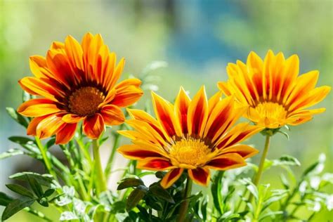 Guide Ultime De La Signification Et Du Symbolisme De La Fleur Gazania