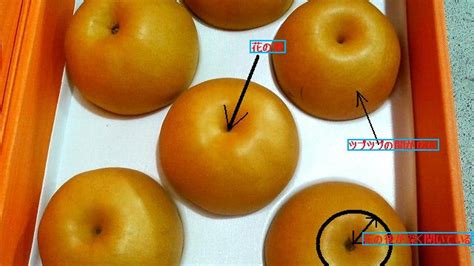 美味しい梨の見分け方・選び方かも？知れない情報？？・・・ 或る地方の八百屋の独り言。