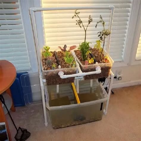 10 Cheap Diy Aquaponics System And Setup Guide - Diy Folly