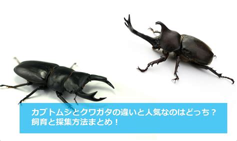 カブトムシやクワガタなど色々