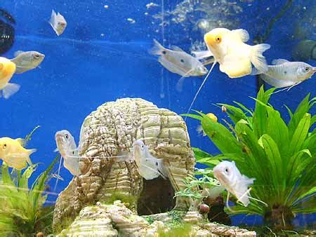 Kranke Fische Im Aquarium Erkennen Fisch Krankheiten Heilen