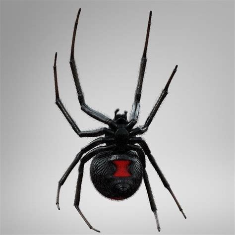 Arachnids Spiders Natalia Romanova Black Widow Spider Tattoo