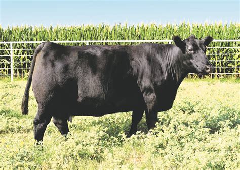 Angus Embryos For Sale Sb10 2250 Sire Buyer