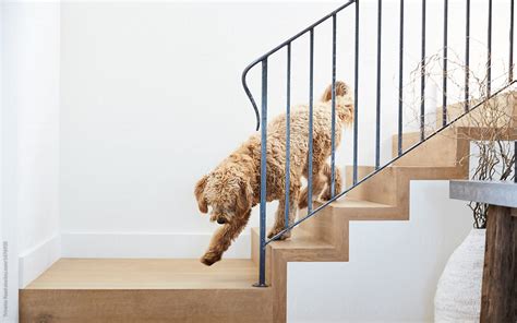 "Labradoodle Dog Coming Down Stairs In Modern Design Home" by Stocksy ...