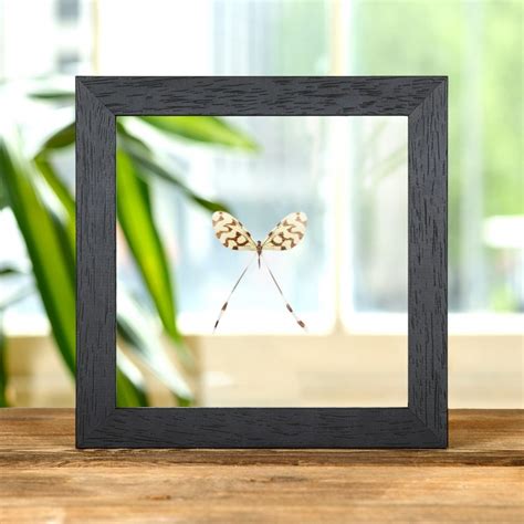 Male And Female Scarlet Leafwing Butterfly In Box Frame Siderone Galanthis