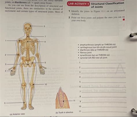 Solved - amphiarthrosis (amphi-ar-THROW-sis) - cartilaginous | Chegg.com