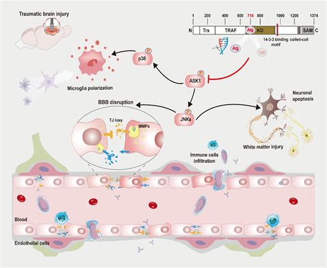 脑科学研究院高艳琴课题组发现ASK1 K716R通过保护血脑屏障完整性减少创伤性脑损伤后神经炎症和白质损伤