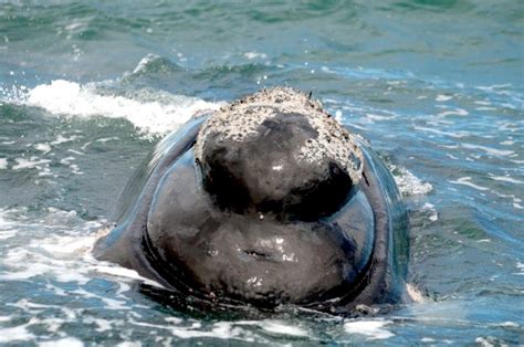 Southern Right Whale – "OCEAN TREASURES" Memorial Library