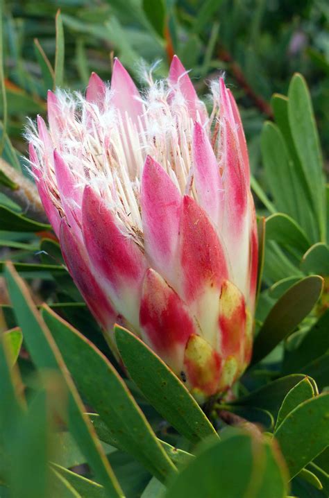 Proteas An Introduction Notes From A Cape Town Botanist