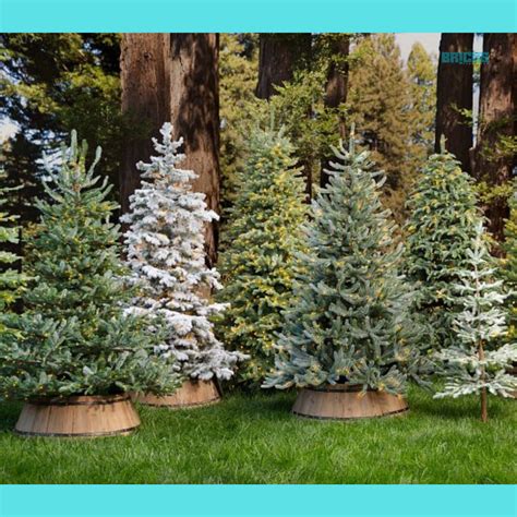 Types of Xmas Fir Trees | How to Grow A Fir Tree