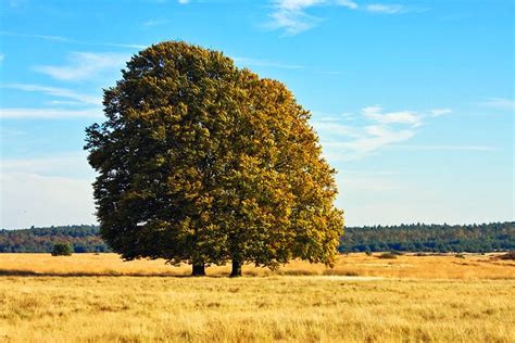 Exploring Hoge Veluwe National Park: A Visitor's Guide | PlanetWare